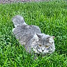 cat, gray_cat, fluffy, long_hair, animal, pet, feline, grass, garden, outdoors, greenery, crouching, staring, yellow_eyes, whiskers, ears, tail, fur, lawn, portrait