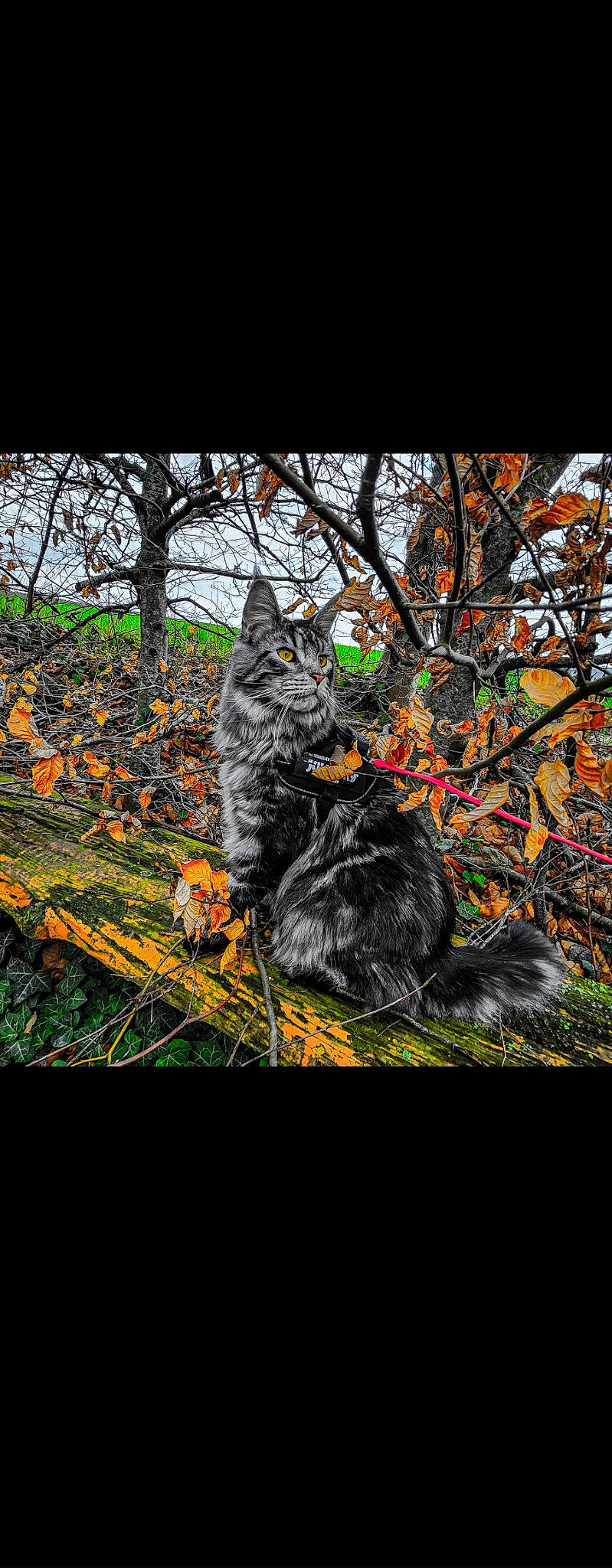 Sora participe au concours pour gagner de l'argent avec cette photo : art, big_cats, carnivore, cat, deciduous, felidae, forest, fur, grass, plant, small_to_medium_sized_cats, snout, sporting_group, tail, tints_and_shades, tree, trunk, twig, whiskers, wood