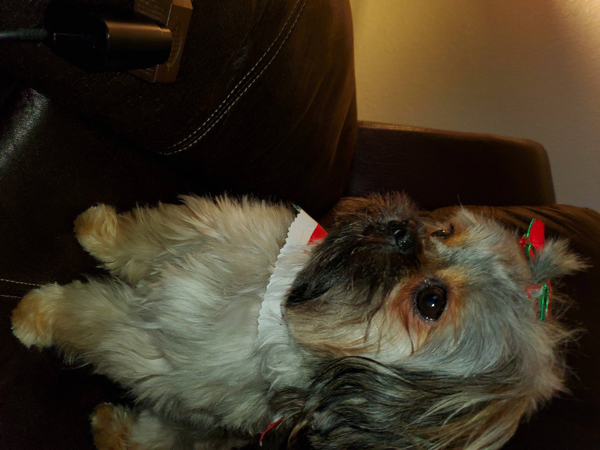 Dosia' joined the competition — help win amazing prizes! canidae, carnivore, comfort, companion_dog, dog, dog_bed, dog_breed, dog_supply, fawn, felidae, fur, liver, pet_supply, small_terrier, snout, sporting_group, terrier, toy_dog, whiskers, working_animal