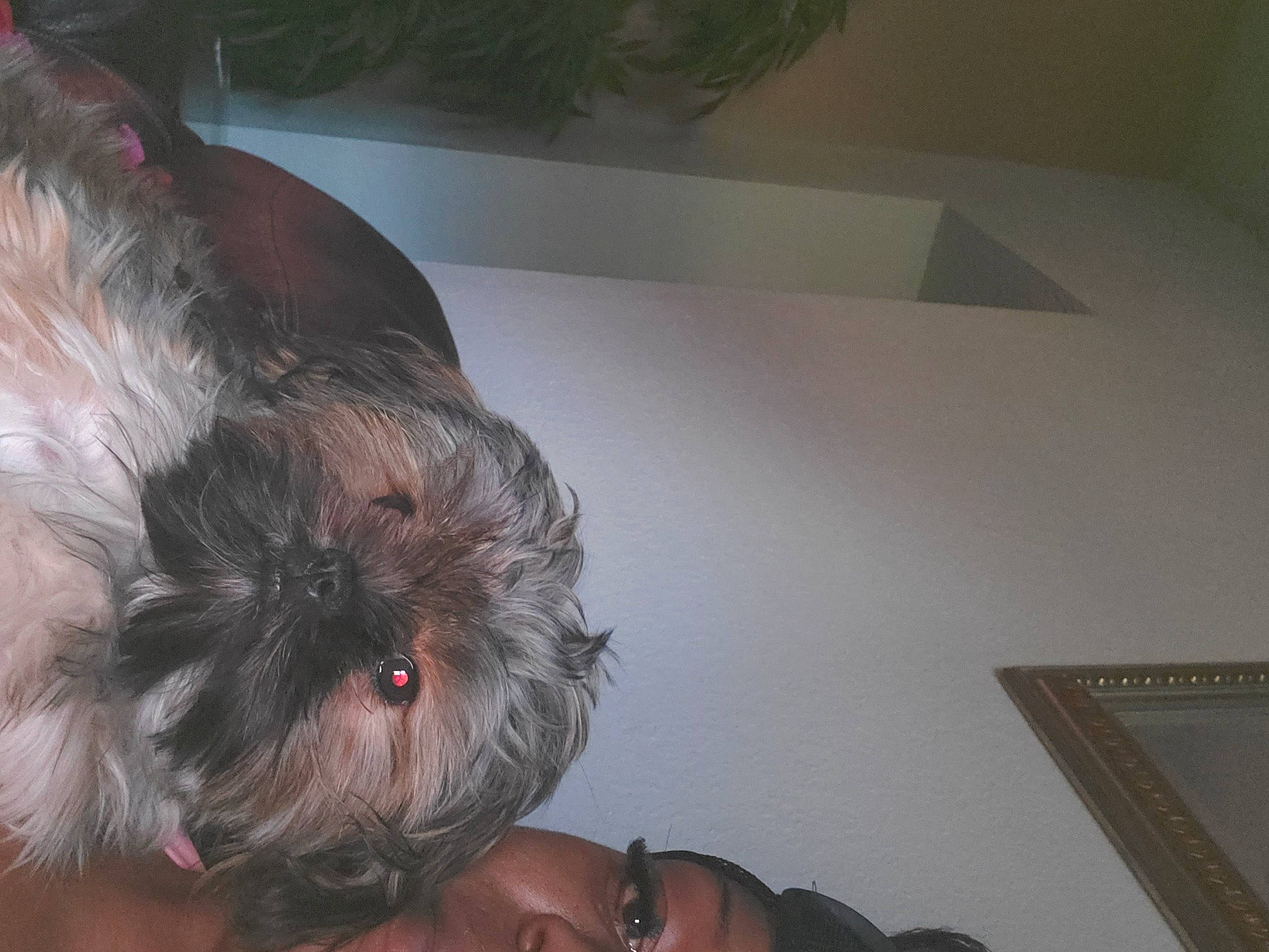 Dosia' joined the competition — help win amazing prizes! canidae, carnivore, chest, companion_dog, dog, dog_breed, ear, fawn, flesh, fur, liver, non_sporting_group, small_terrier, snout, sporting_group, tail, terrier, toy_dog, whiskers, working_animal