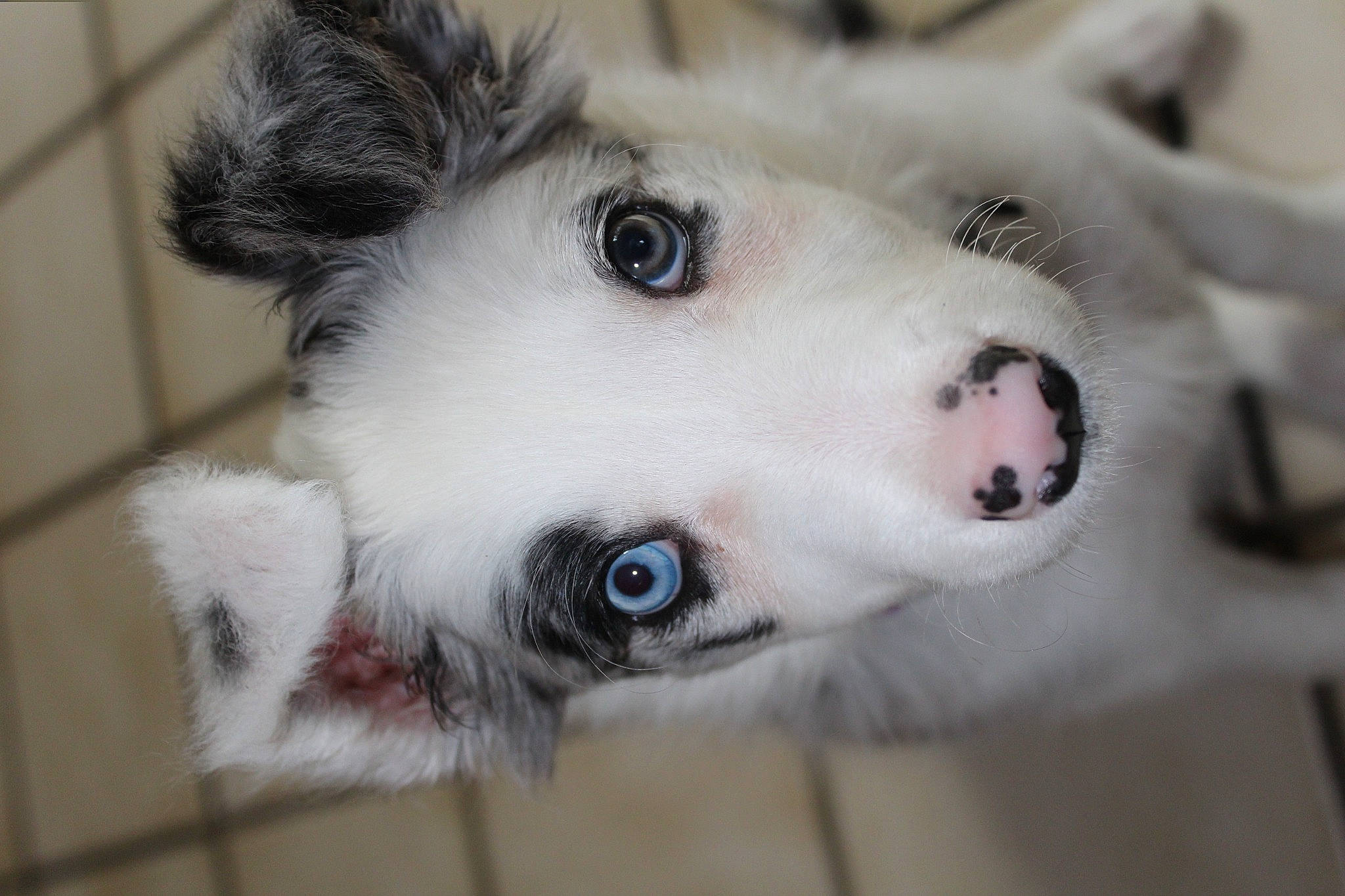 Tiny a rejoint le concours — aidez-le/la à gagner de superbes lots ! canidae, carnivore, collar, companion_dog, dog, dog_breed, dog_supply, ear, eyelash, fawn, fur, iris, paw, snout, sporting_group, terrestrial_animal, volpino_italiano, whiskers, working_animal, working_dog