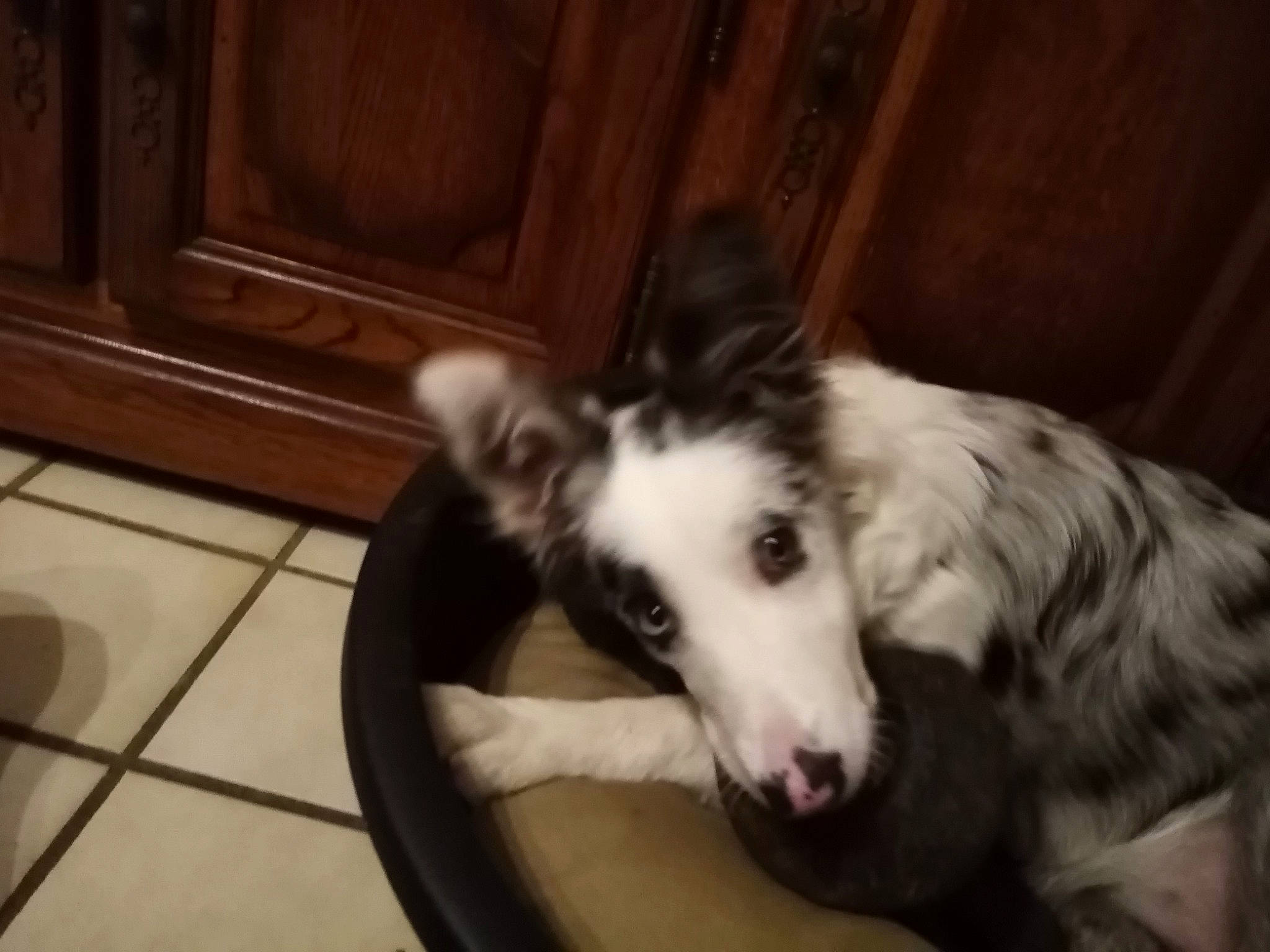 Tiny a rejoint le concours — aidez-le/la à gagner de superbes lots ! canidae, carnivore, comfort, companion_dog, dog, dog_breed, flooring, foot, fur, hardwood, herding_dog, sporting_group, terrestrial_animal, whiskers, wood, wood_stain, working_animal, working_dog