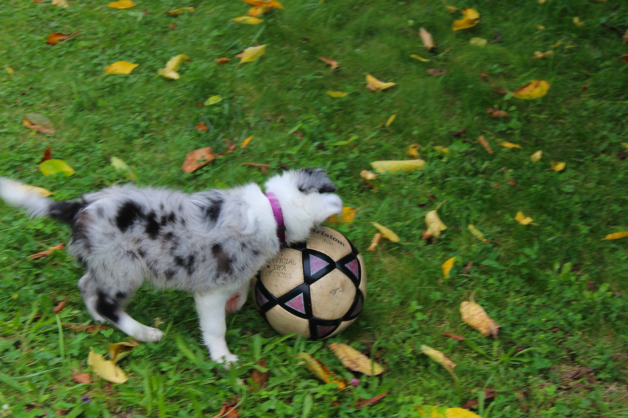 Tiny participe au concours pour gagner de l'argent avec cette photo : ball, canidae, carnivore, companion_dog, dog, dog_breed, fawn, football, fur, grass, grass_family, groundcover, non_sporting_group, plant, rabbits_and_hares, sporting_group, sports_equipment, sports_toy, tail, terrestrial_animal
