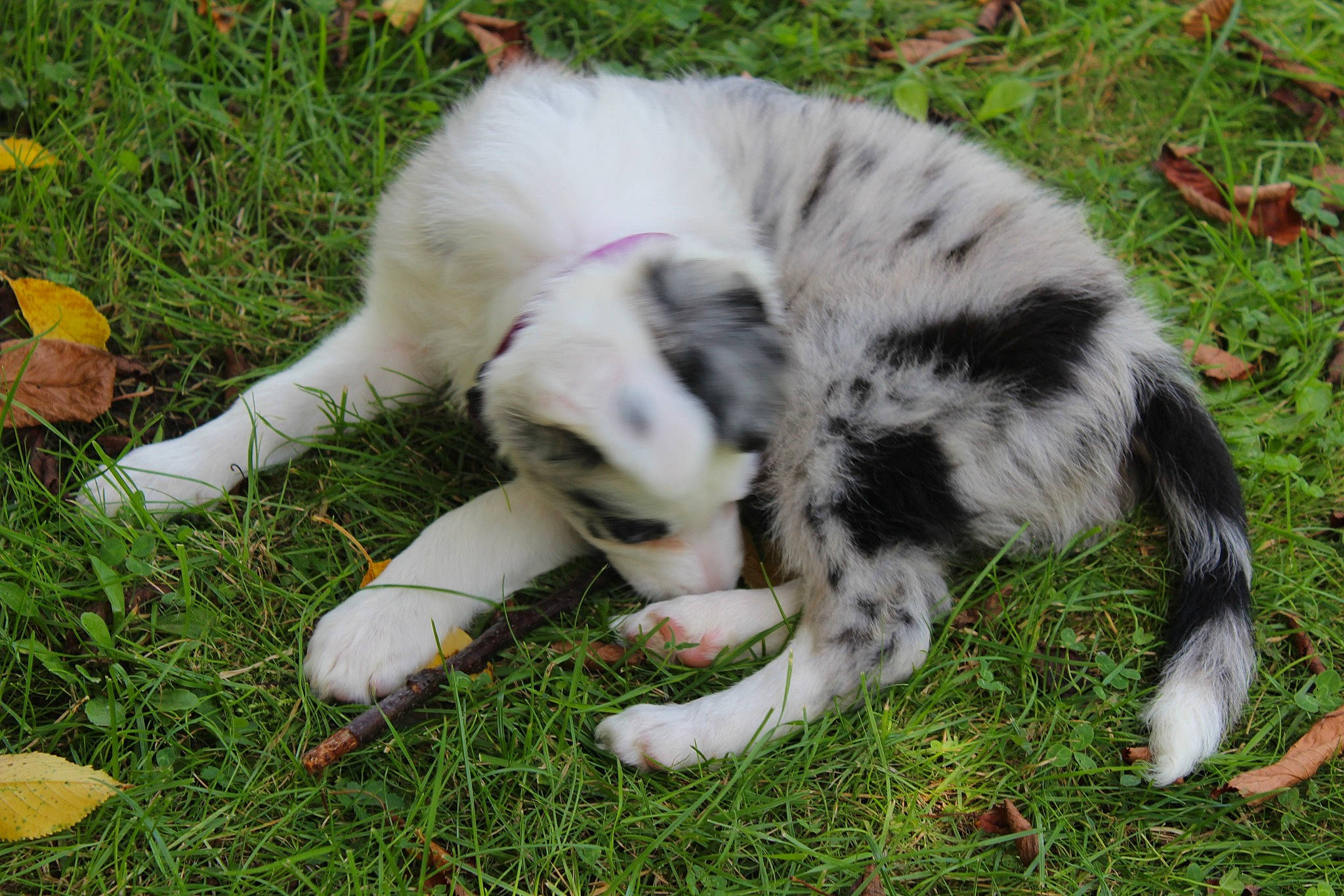 Tiny a rejoint le concours — aidez-le/la à gagner de superbes lots ! canidae, carnivore, cat, claw, companion_dog, dog_breed, fawn, felidae, fur, grass, groundcover, plant, small_to_medium_sized_cats, snout, sporting_group, tail, terrestrial_animal, tree, whiskers, wildlife