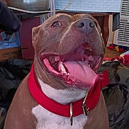 Pretty joined the competition — help win amazing prizes! dog, brown_dog, red_collar, tongue_out, panting, indoor, cluttered_background, household_items, black_bags, cardboard_box, floor, pet, animal, canine, close_up, happy, open_mouth, teeth, ears, fur