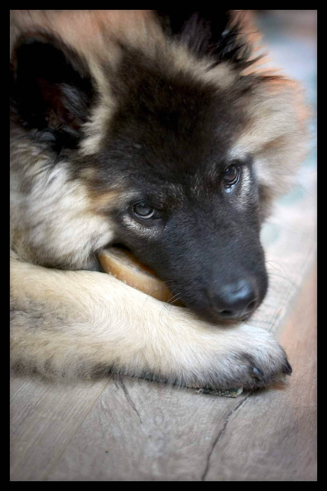 Ran a rejoint le concours — aidez-le/la à gagner de superbes lots ! ancient_dog_breeds, canidae, canis, carnivore, companion_dog, dog, dog_breed, eye, fawn, fur, non_sporting_group, puppy, rectangle, snout, sporting_group, terrestrial_animal, whiskers, wildlife, working_animal, working_dog