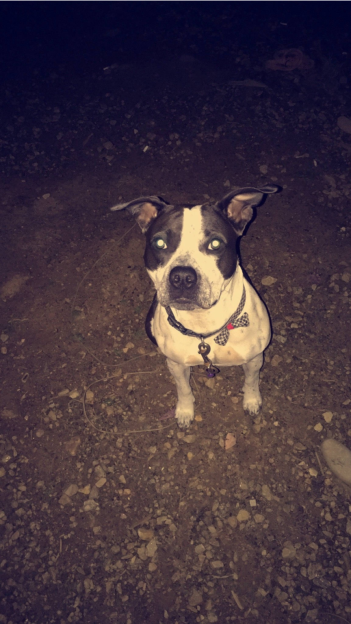 Bella joined the competition — help win amazing prizes! canidae, carnivore, collar, companion_dog, dog, dog_breed, dog_clothes, dog_collar, dog_supply, fawn, mammal, non_sporting_group, snout, sporting_group, tail, working_animal, working_dog