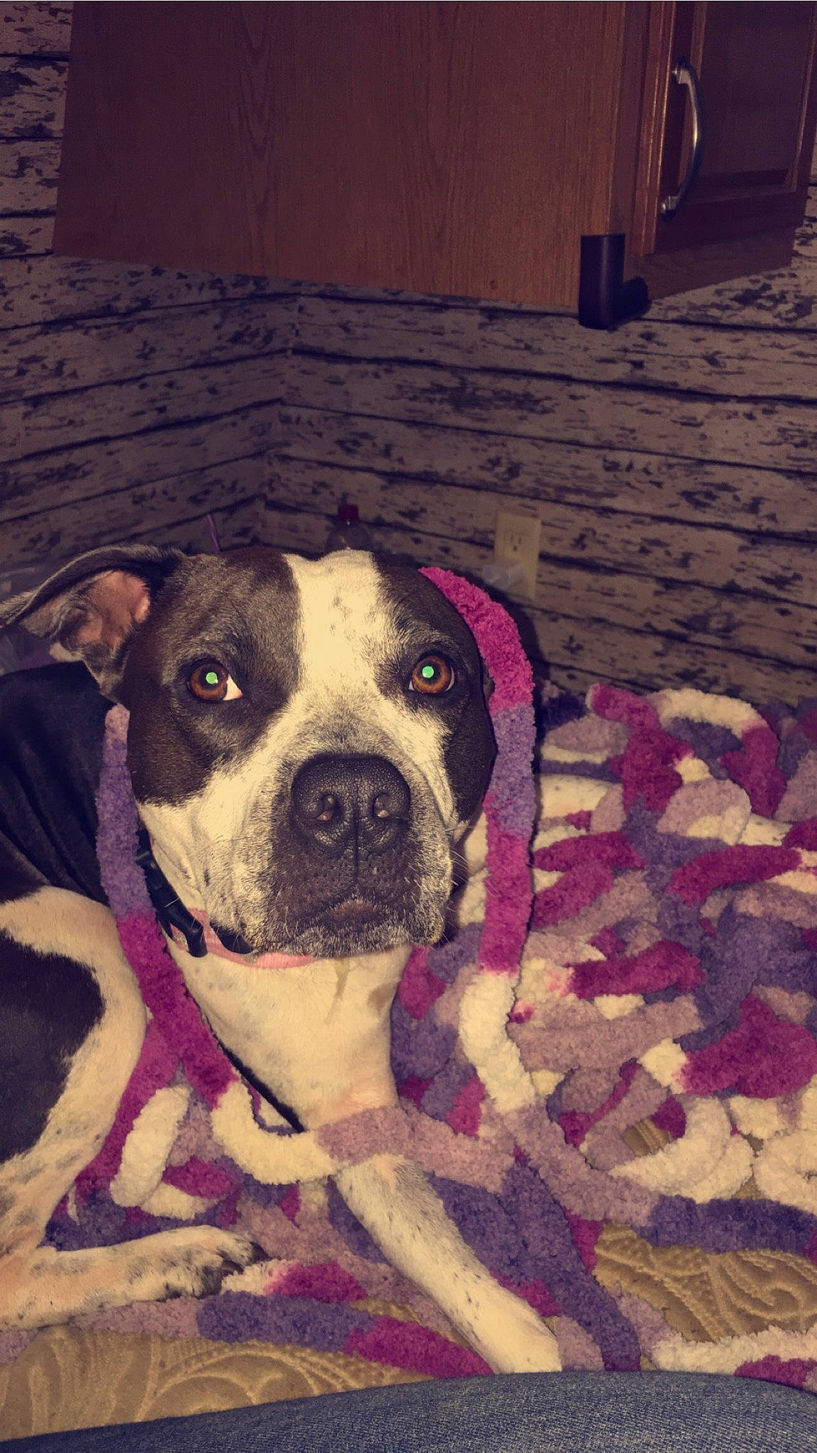 Bella is registered to the contest to win money with this photo: boxer, canidae, carnivore, collar, companion_dog, dog, dog_breed, dog_collar, dog_supply, fawn, mammal, molosser, old_english_bulldog, pet_supply, snout, sporting_group, whiskers, working_animal, working_dog