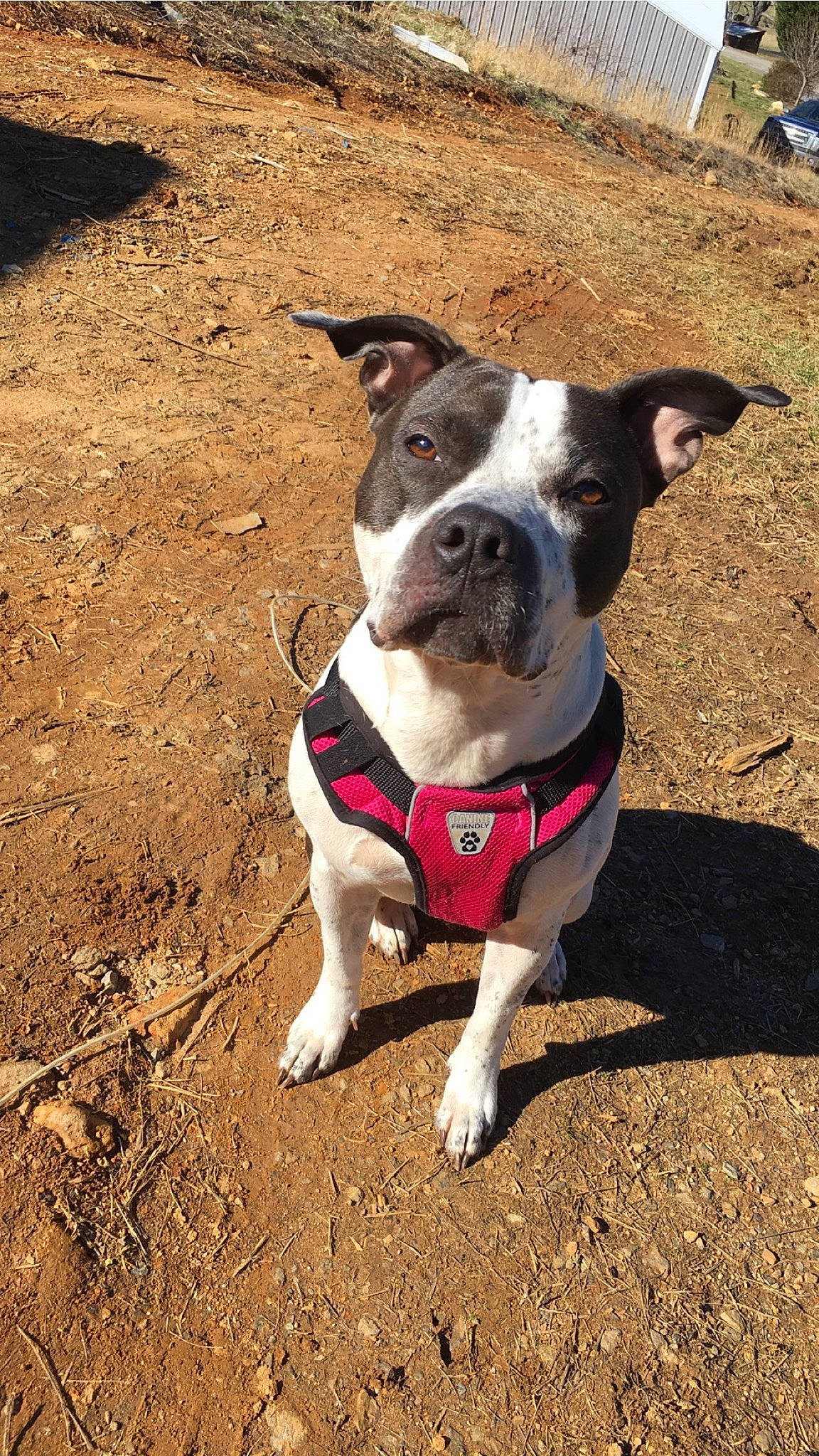 Bella is registered to the contest to win money with this photo: boston_terrier, canidae, carmine, carnivore, collar, companion_dog, dog, dog_breed, dog_clothes, dog_collar, dog_supply, fawn, non_sporting_group, pet_supply, snout, soil, sporting_group, tail, whiskers, working_animal