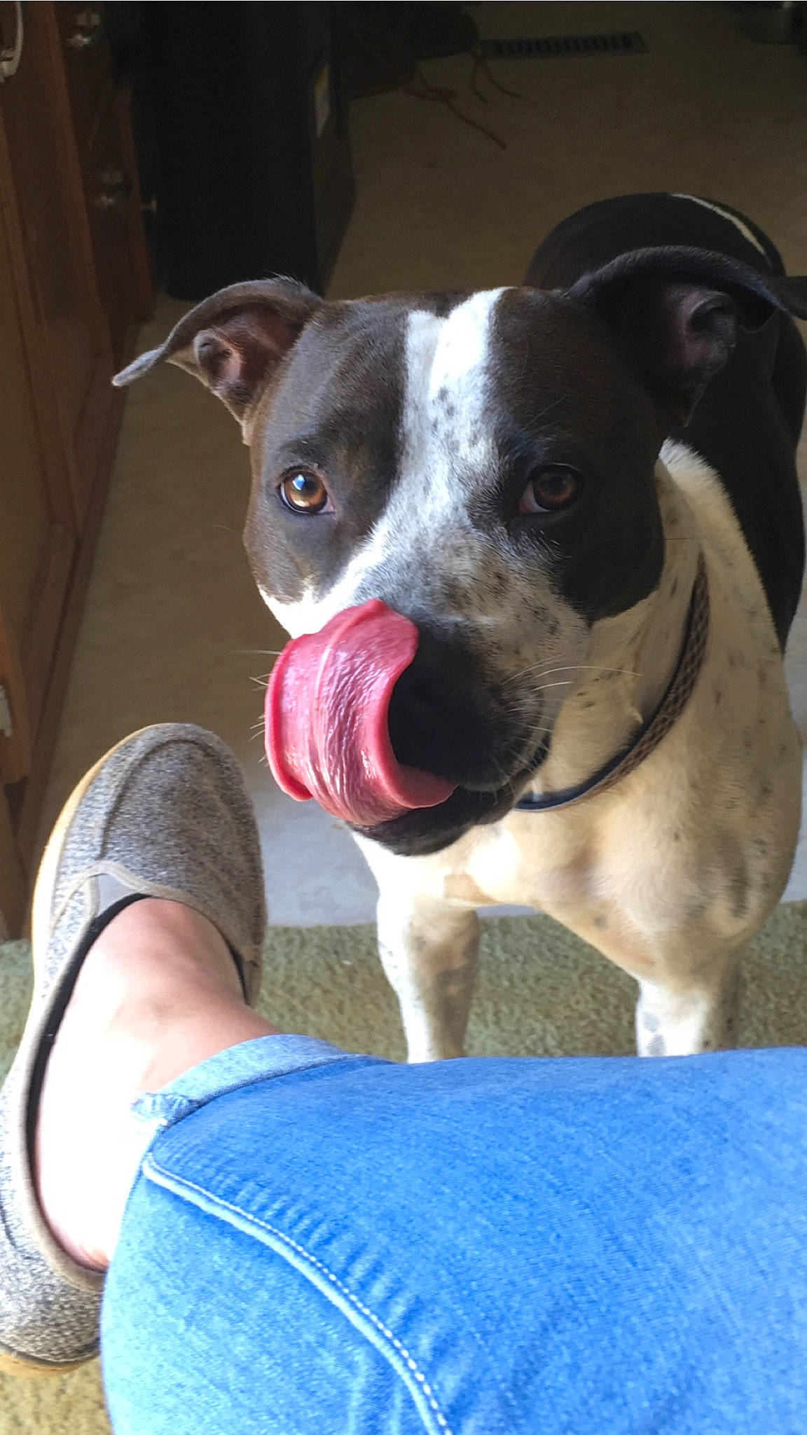 Bella is registered to the contest to win money with this photo: carnivore, collar, companion_dog, denim, dog, dog_breed, dog_collar, dog_supply, fawn, foot, grey, human, human_leg, jeans, joint, pet_supply, snout, toe, whiskers, working_animal