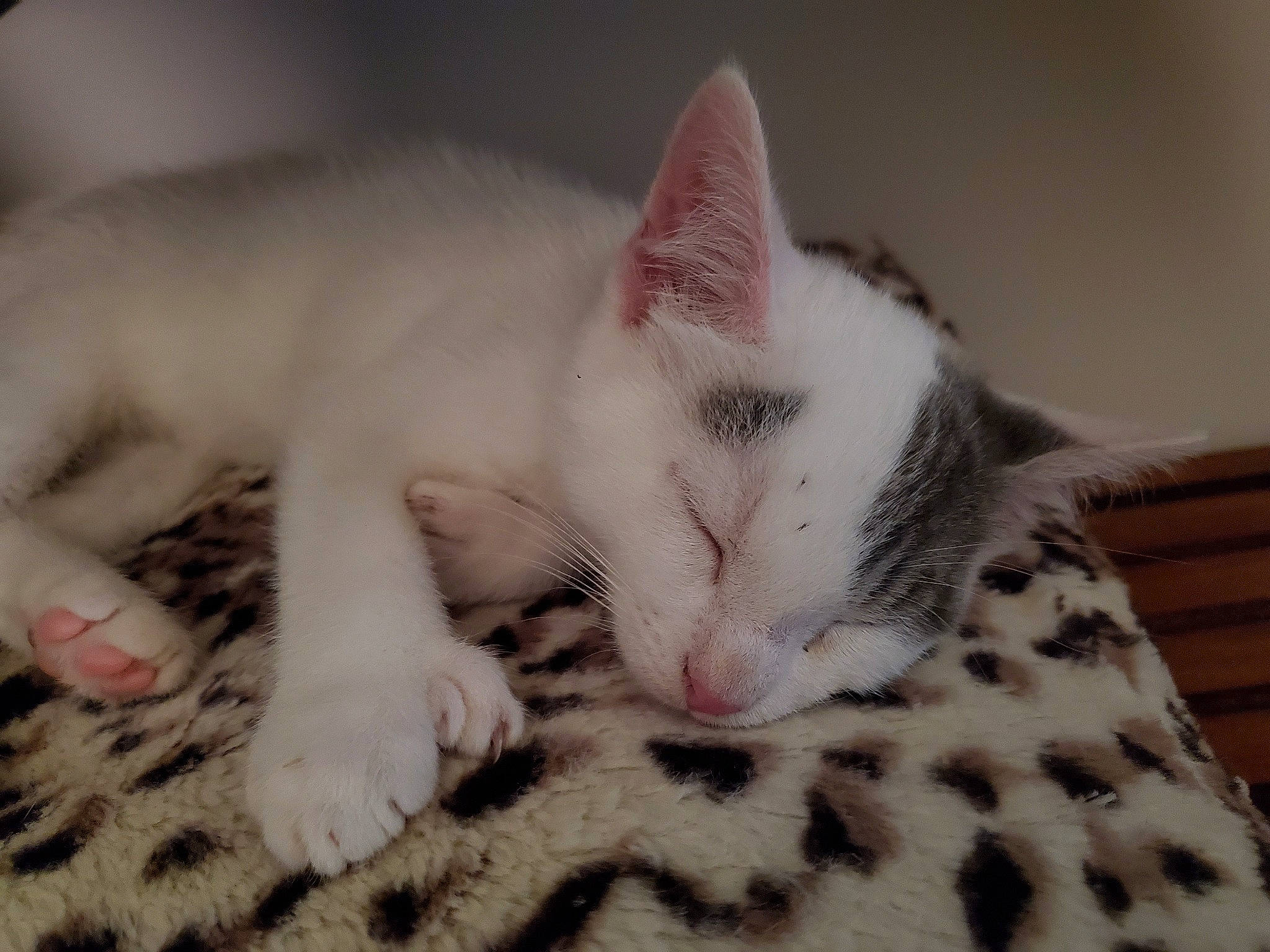 Charlie is registered to the contest to win money with this photo: asian, carnivore, cat, ear, eye, felidae, fur, kitten, mammal, nap, nose, paw, sleep, small_to_medium_sized_cats, snout, whiskers