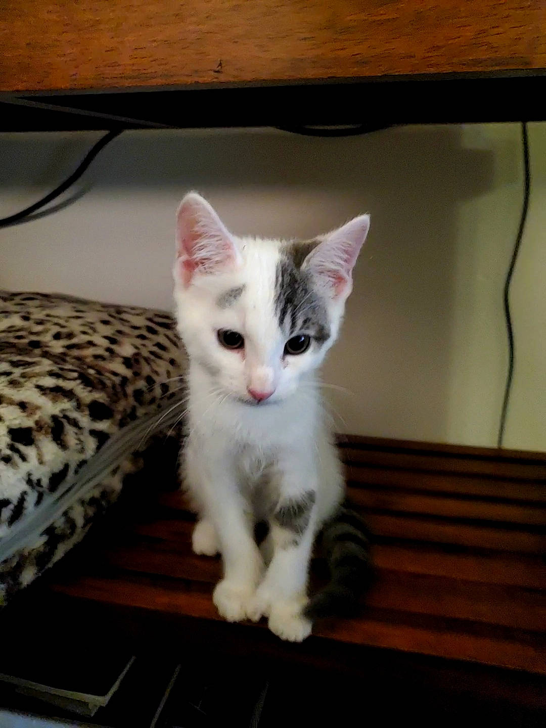 Charlie is registered to the contest to win money with this photo: aegean_cat, american_wirehair, asian, burmilla, carnivore, cat, domestic_short_haired_cat, ear, european_shorthair, felidae, khao_manee, kitten, mammal, ojos_azules, small_to_medium_sized_cats, turkish_angora, turkish_van, vertebrate, whiskers