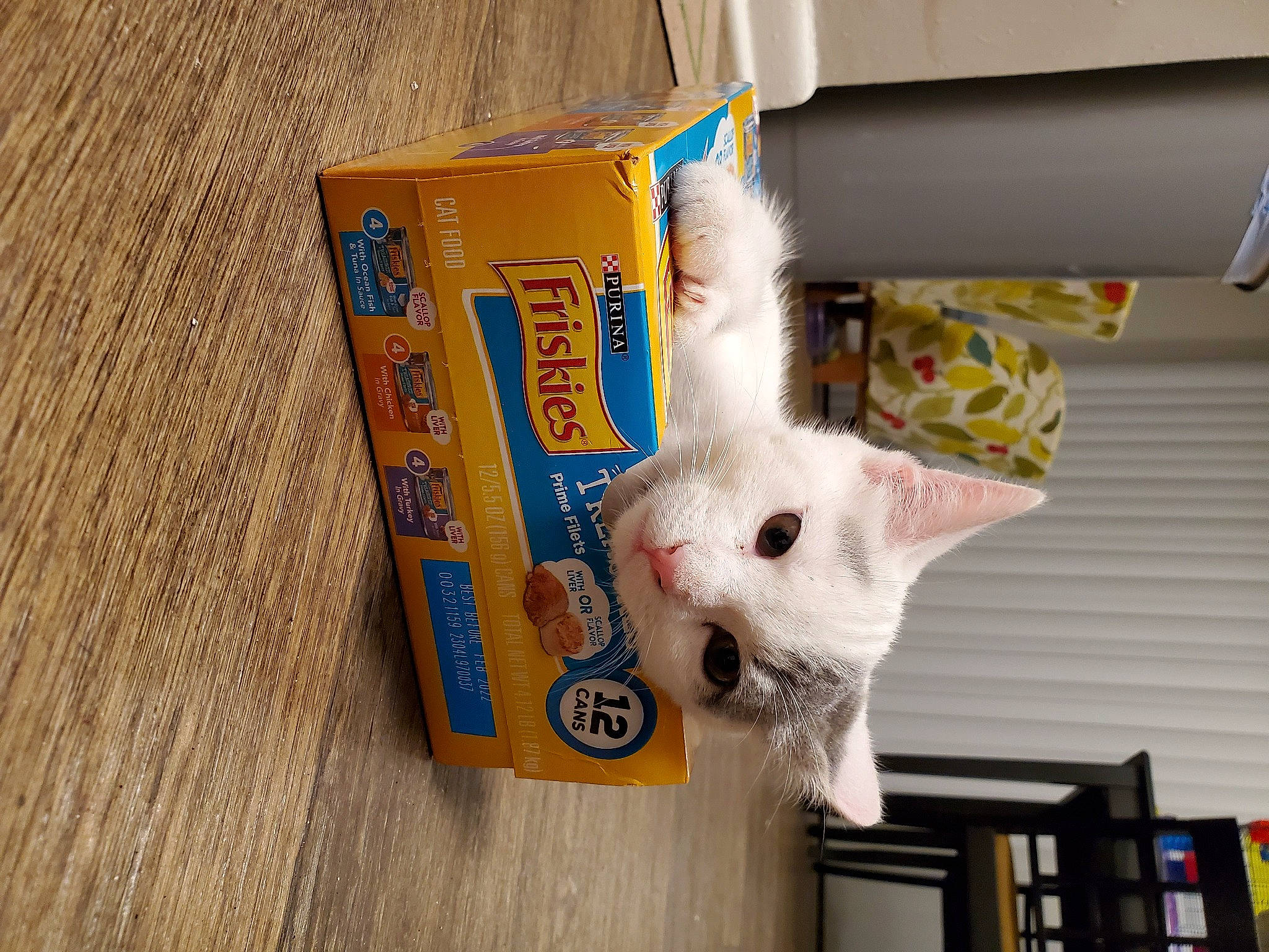 Charlie joined the competition — help win amazing prizes! carnivore, cat, felidae, small_to_medium_sized_cats, turkish_angora