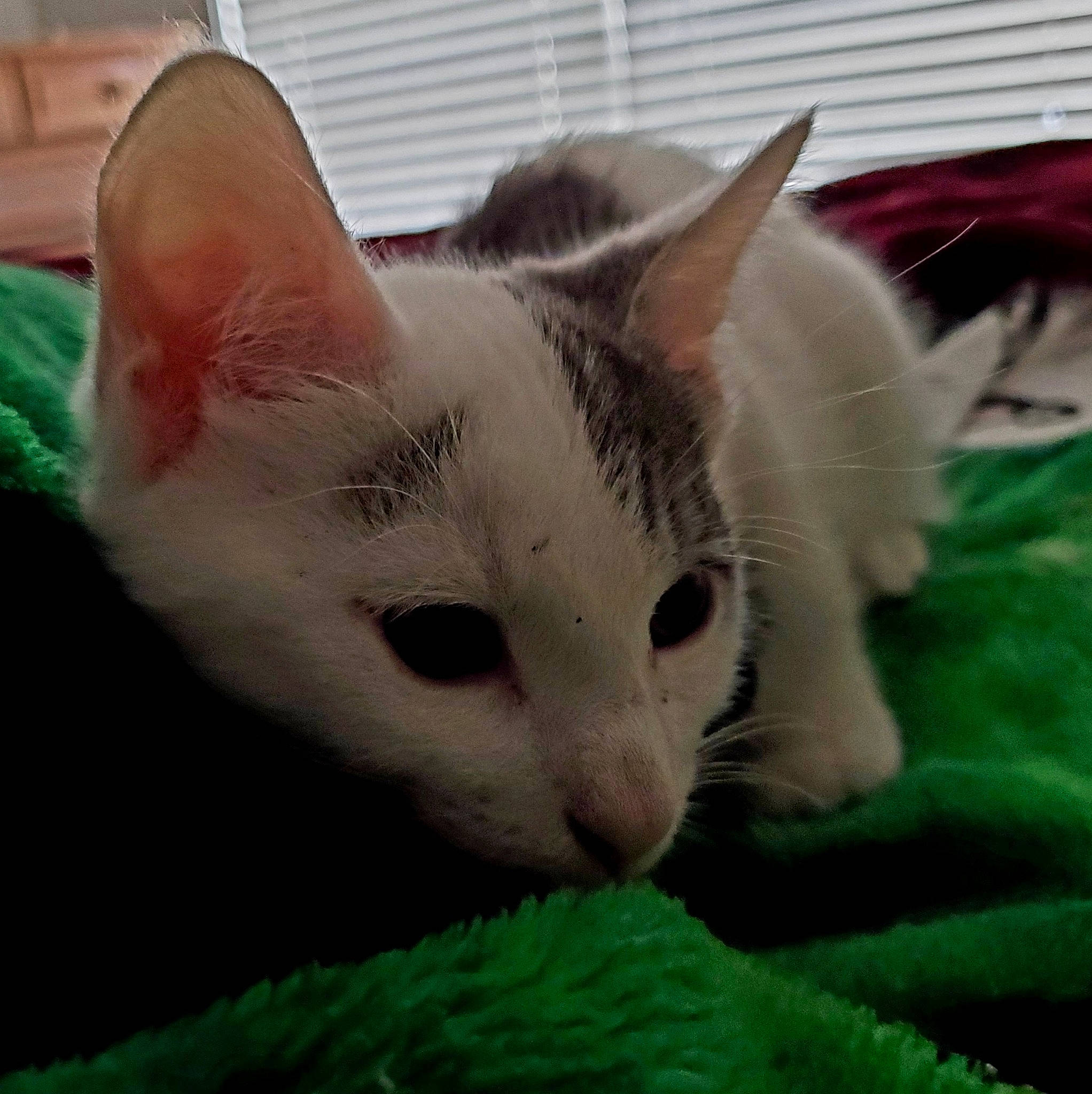 Charlie joined the competition — help win amazing prizes! aegean_cat, asian, burmilla, carnivore, cat, colorpoint_shorthair, domestic_short_haired_cat, eye, felidae, fur, khao_manee, kitten, mammal, ojos_azules, small_to_medium_sized_cats, snout, turkish_angora, turkish_van, vertebrate, whiskers