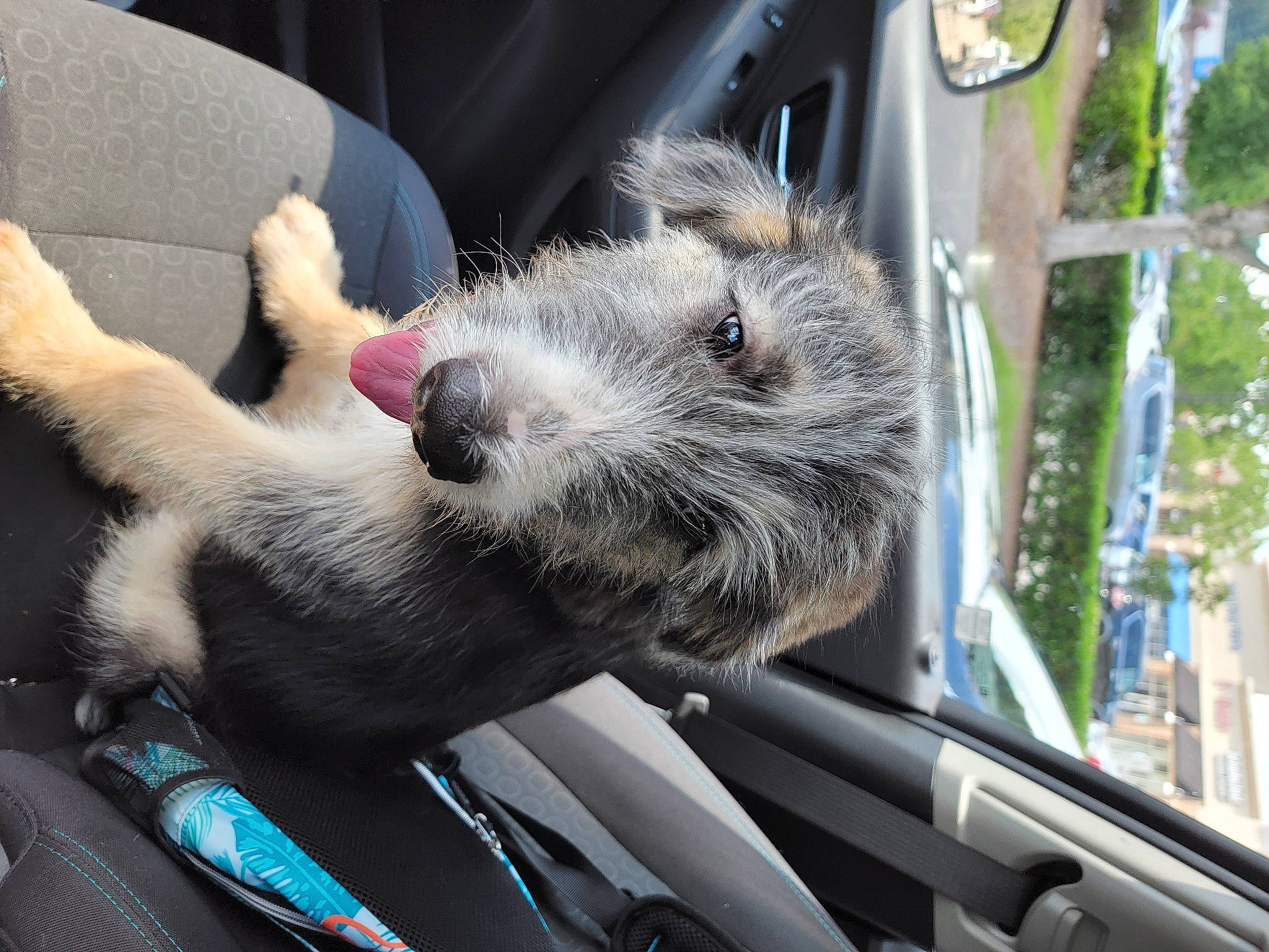 Eddie is registered to the contest to win money with this photo: automotive_window_part, boat, canidae, carnivore, collar, companion_dog, dog, dog_breed, fur, glass, motor_vehicle, paw, snout, sporting_group, steering_wheel, tail, tree, vehicle, vertebrate, windshield