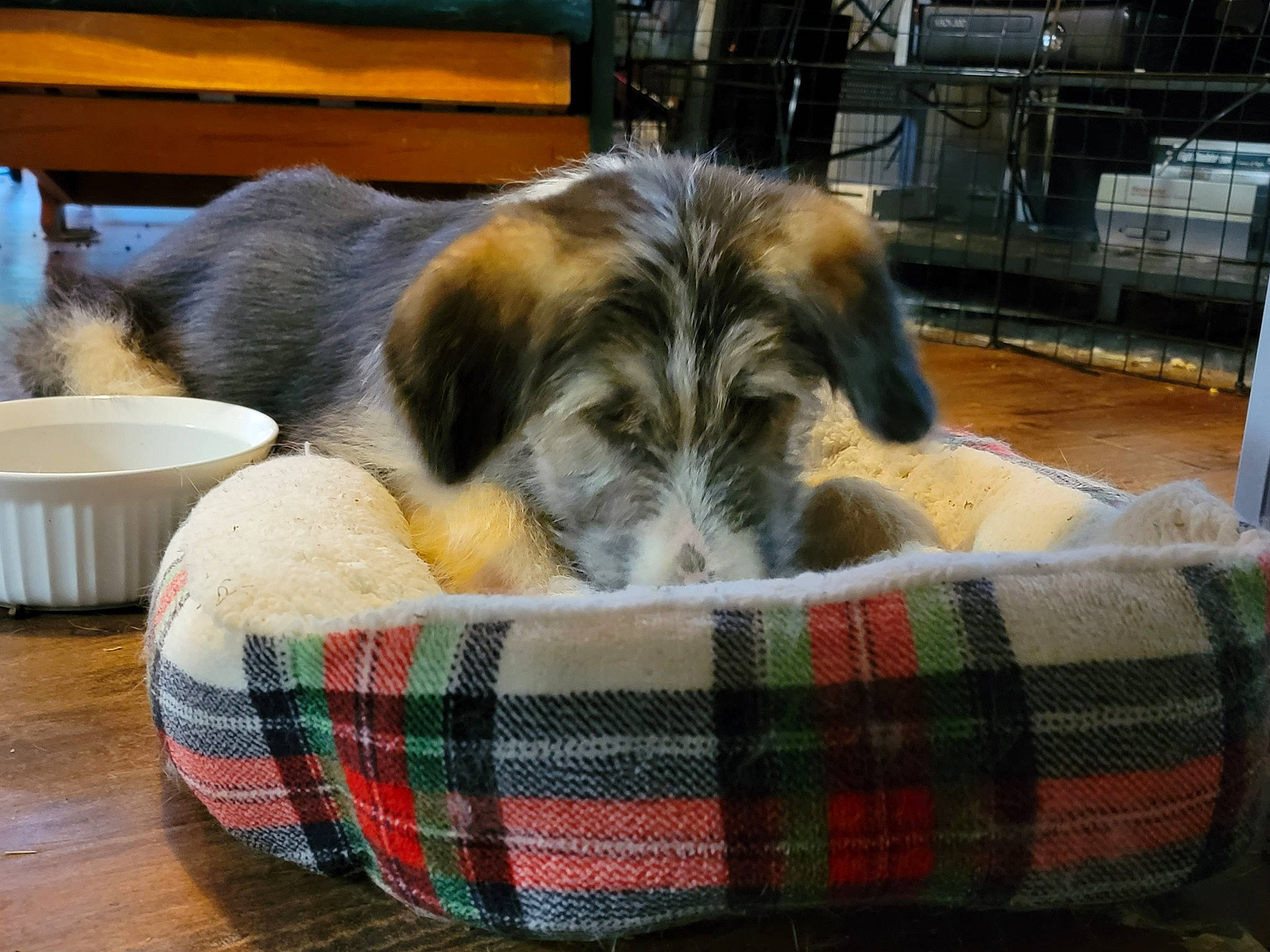 Eddie is registered to the contest to win money with this photo: canidae, carnivore, comfort, companion_dog, dog, dog_bed, dog_breed, dog_supply, fawn, fur, mixing_bowl, pattern, pet_food, pet_supply, plaid, serveware, snout, sporting_group, tartan, terrestrial_animal