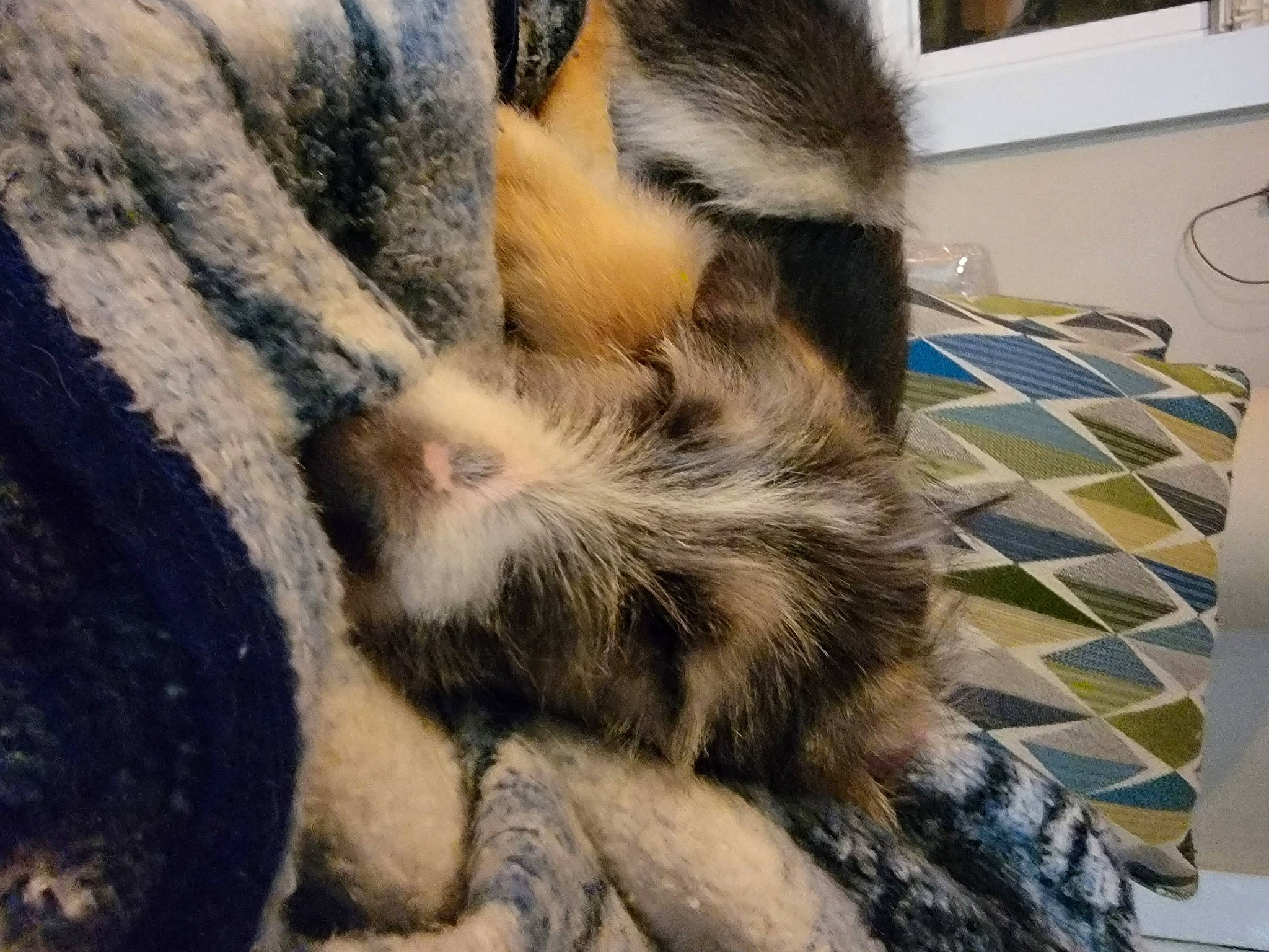 Eddie joined the competition — help win amazing prizes! canidae, carnivore, cat, claw, domestic_short_haired_cat, fawn, felidae, flooring, fur, nap, pattern, paw, sleep, small_to_medium_sized_cats, snout, tail, terrestrial_animal, whiskers, wildlife, wood