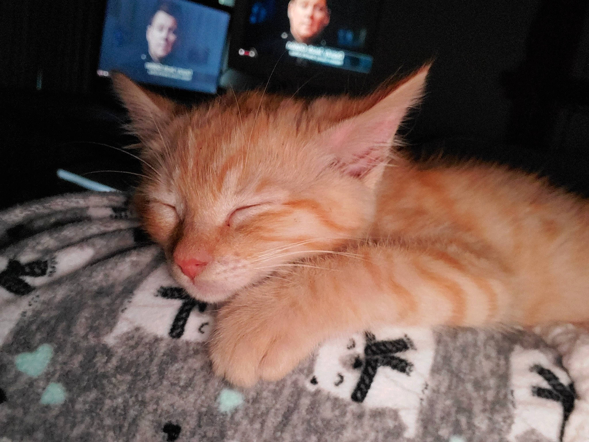 Knox joined the competition — help win amazing prizes! asian, carnivore, cat, claw, domestic_long_haired_cat, domestic_short_haired_cat, ear, european_shorthair, eye, felidae, fur, kitten, kurilian_bobtail, mammal, nap, nose, ojos_azules, small_to_medium_sized_cats, vertebrate, whiskers