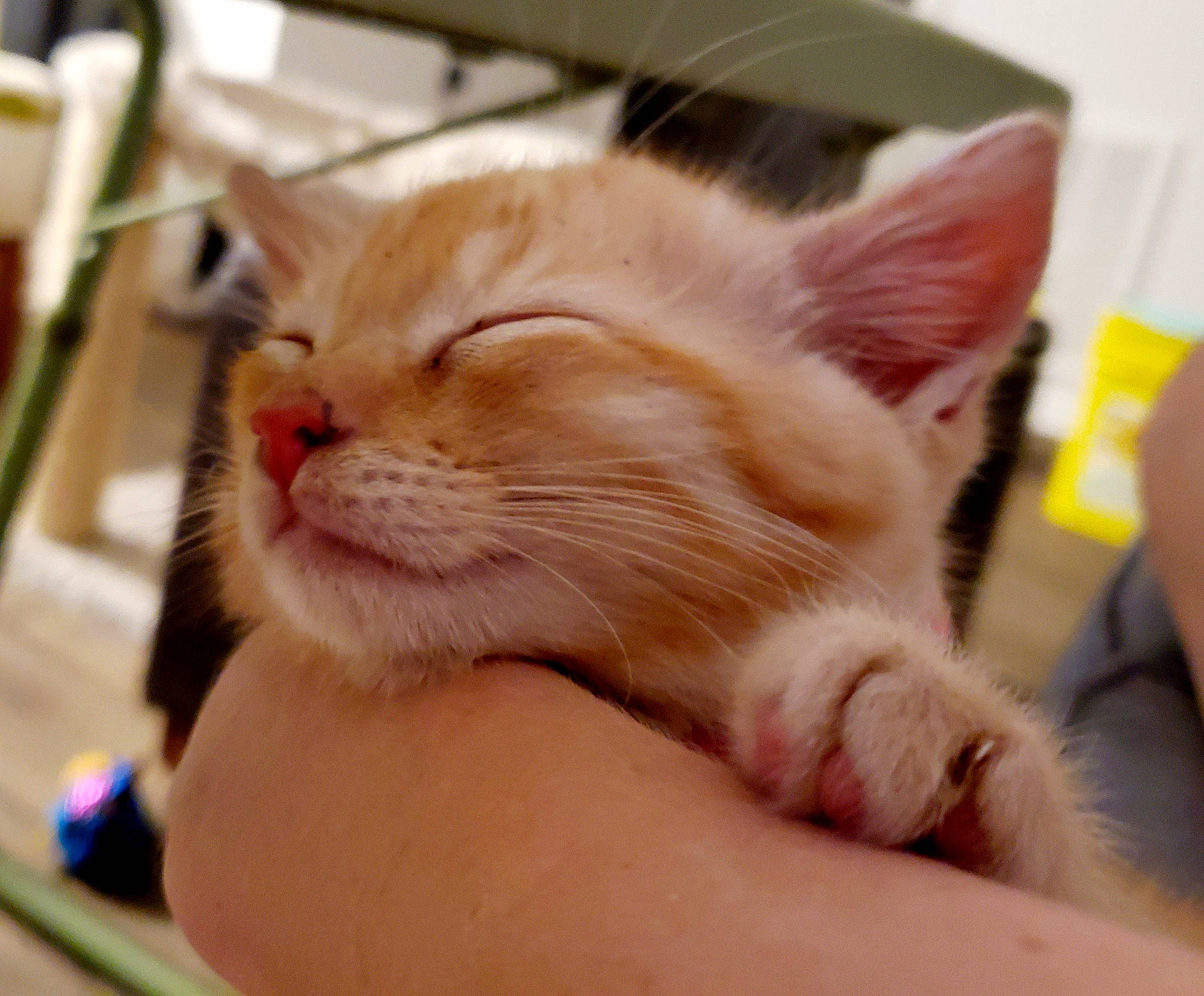 Knox is registered to the contest to win money with this photo: asian, carnivore, cat, domestic_short_haired_cat, ear, european_shorthair, fawn, felidae, fur, kitten, mammal, nap, paw, singapura, small_to_medium_sized_cats, snout, whiskers