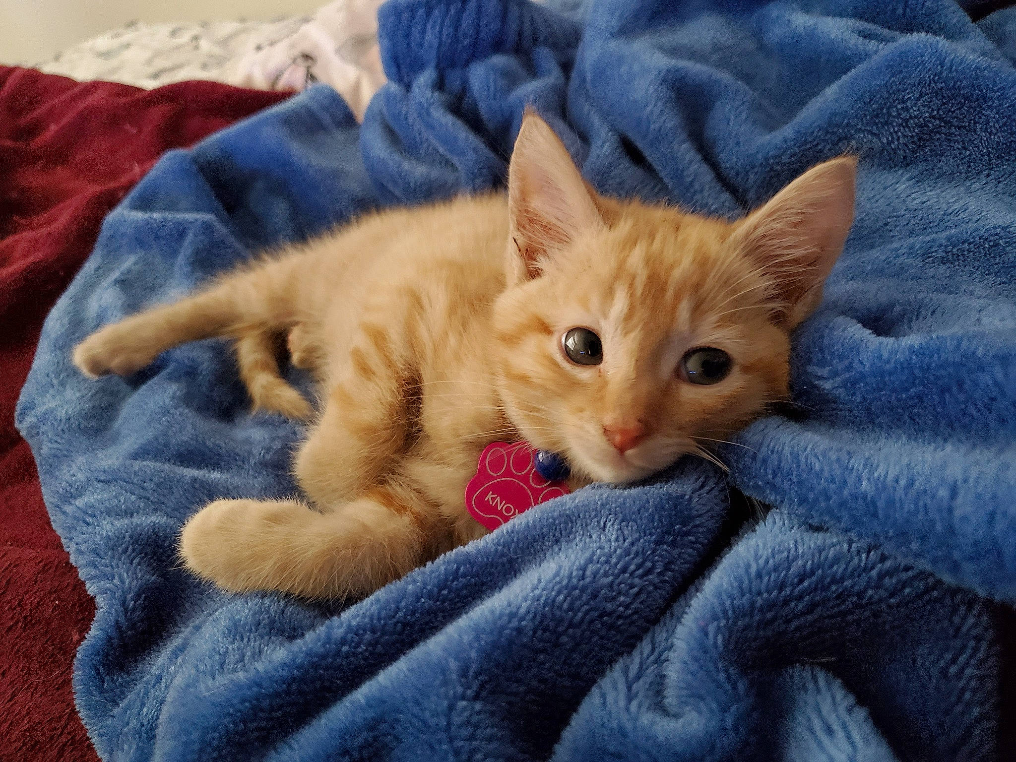 Knox is registered to the contest to win money with this photo: asian, australian_mist, carnivore, cat, claw, colorpoint_shorthair, domestic_short_haired_cat, european_shorthair, eye, fawn, felidae, german_rex, kitten, mammal, ojos_azules, polydactyl_cat, small_to_medium_sized_cats, snout, vertebrate, whiskers