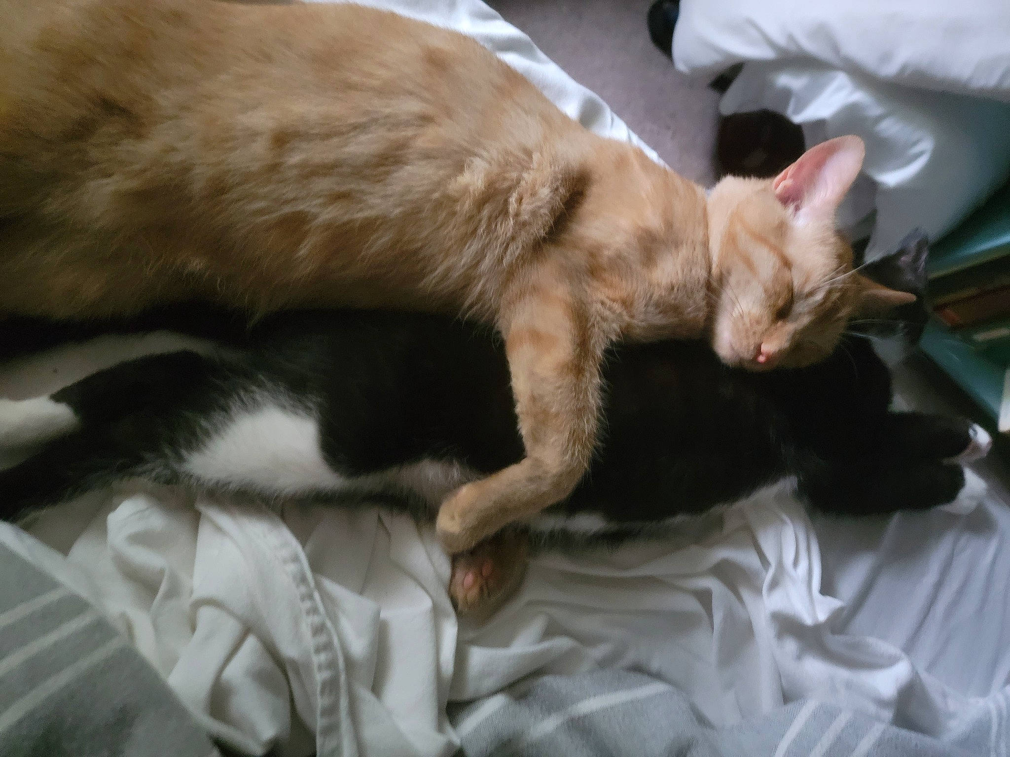 Bruce is registered to the contest to win money with this photo: carnivore, cat, claw, comfort, domestic_short_haired_cat, fawn, felidae, fur, paw, small_to_medium_sized_cats, snout, tail, whiskers