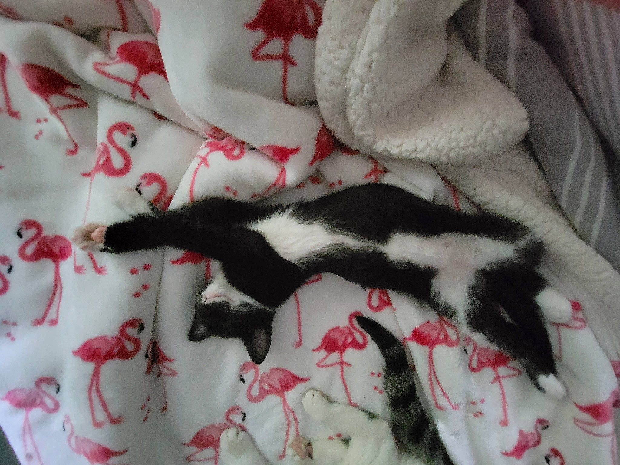 Bruce joined the competition — help win amazing prizes! bedding, carmine, carnivore, cat, claw, comfort, dog_breed, domestic_short_haired_cat, felidae, fur, grey, linens, pattern, paw, room, small_to_medium_sized_cats, tail, textile, whiskers, white