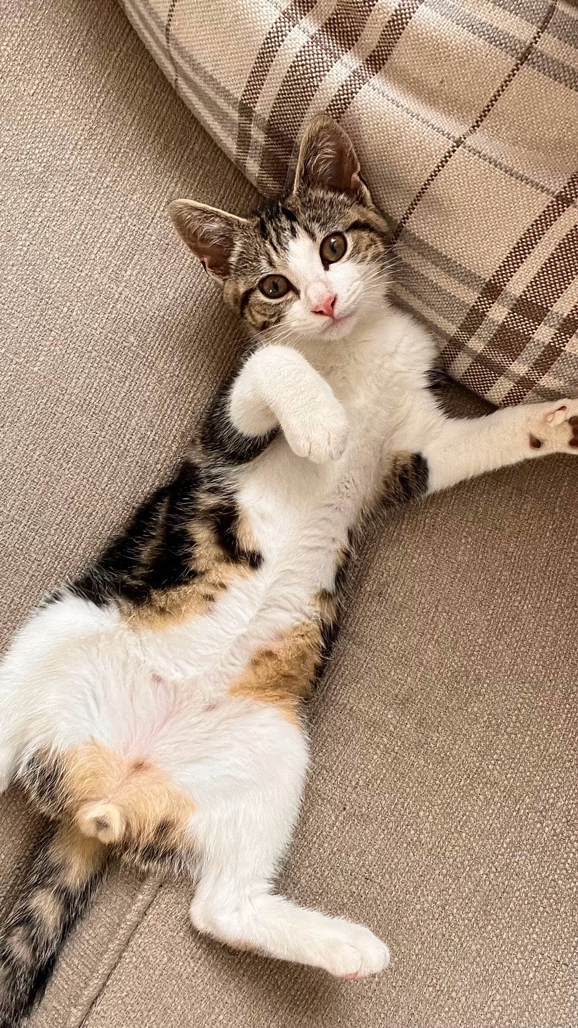 Jim is registered to the contest to win money with this photo: carnivore, cat, claw, comfort, domestic_short_haired_cat, felidae, foot, fur, leg, paw, sitting, small_to_medium_sized_cats, snout, tail, terrestrial_animal, whiskers