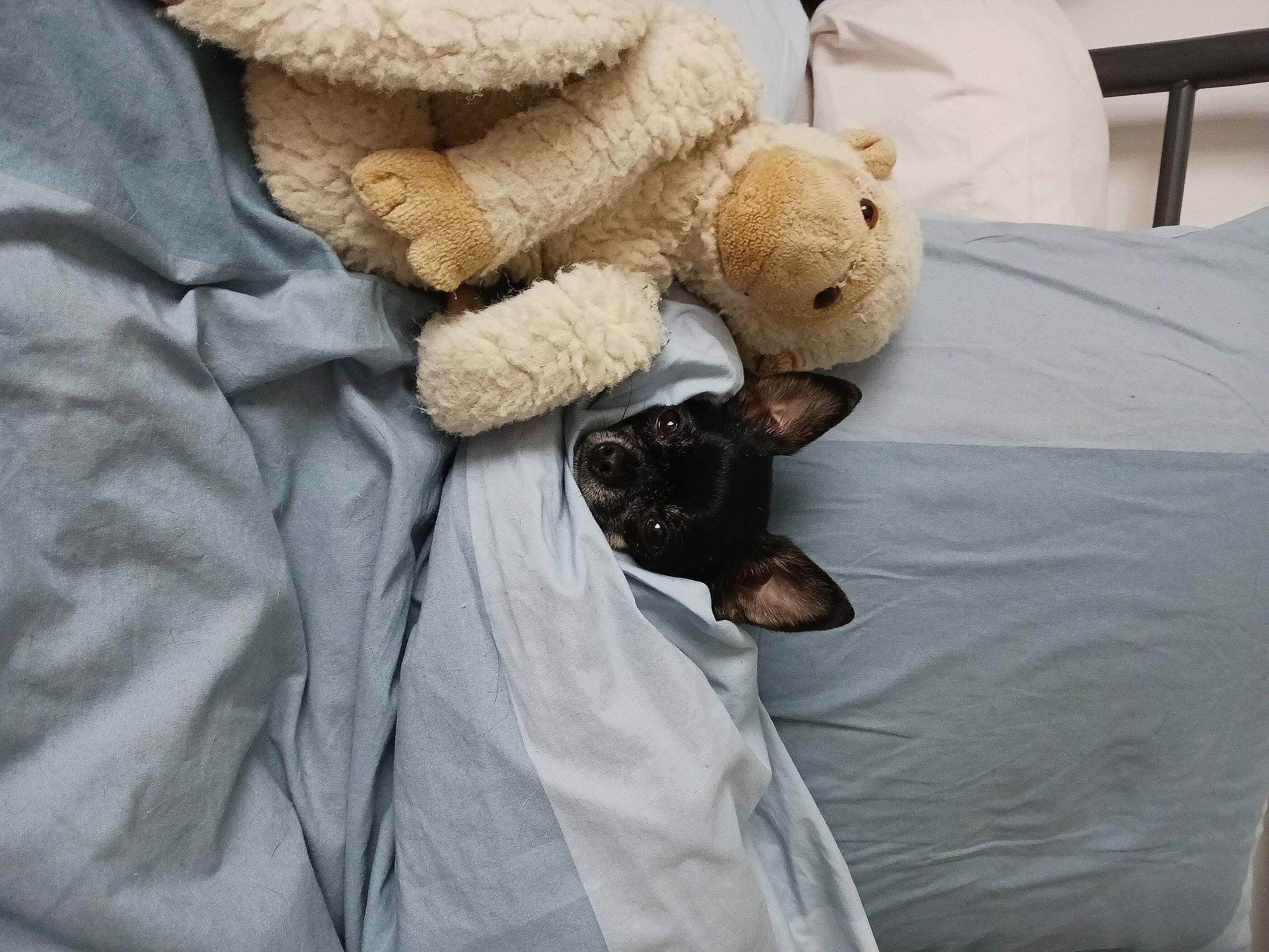 Chanelle a rejoint le concours — aidez-le/la à gagner de superbes lots ! bed, bed_sheet, bedding, bedroom, blanket, child, comfort, duvet, fur, grey, linens, plush, room, sleeve, stuffed_toy, teddy_bear, textile, toy, wood, wool