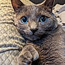 animal, blue_eyes, cat, close_up, curious, cushion, cute, domestic_cat, feline, fur, gray_cat, indoor, mammal, paw, pet, portrait, relaxed, resting, soft, whiskers