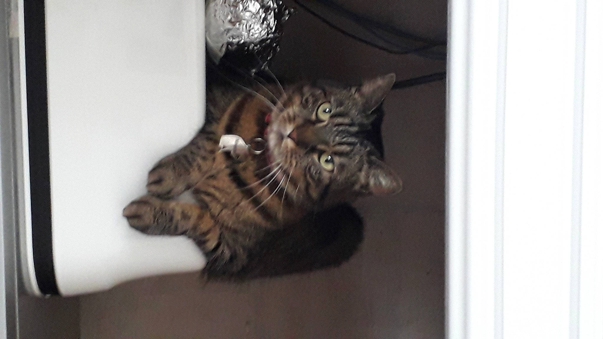 Minette participe au concours pour gagner de l'argent avec cette photo : american_shorthair, asian, bengal, california_spangled, carnivore, cat, domestic_short_haired_cat, dragon_li, egyptian_mau, european_shorthair, felidae, kitten, maine_coon, mammal, norwegian_forest_cat, pixie_bob, small_to_medium_sized_cats, tabby_cat, toyger, whiskers