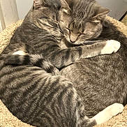 Kiki And Mew Mew joined the competition — help win amazing prizes! animal, cat, cat_bed, cats, closeup, companionship, cozy, cuddling, ears, feline, indoors, nap, pet, portrait, relaxed, sleeping, striped_fur, tabby, whiskers, white_paws