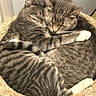 animal, cat, cat_bed, cats, closeup, companionship, cozy, cuddling, ears, feline, indoors, nap, pet, portrait, relaxed, sleeping, striped_fur, tabby, whiskers, white_paws