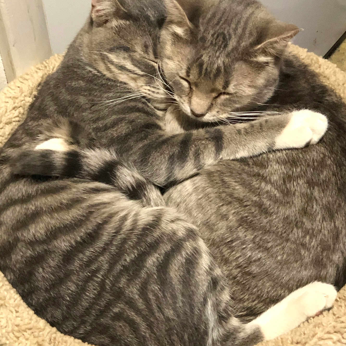 Kiki And Mew Mew joined the competition — help win amazing prizes! animal, cat, cat_bed, cats, closeup, companionship, cozy, cuddling, ears, feline, indoors, nap, pet, portrait, relaxed, sleeping, striped_fur, tabby, whiskers, white_paws