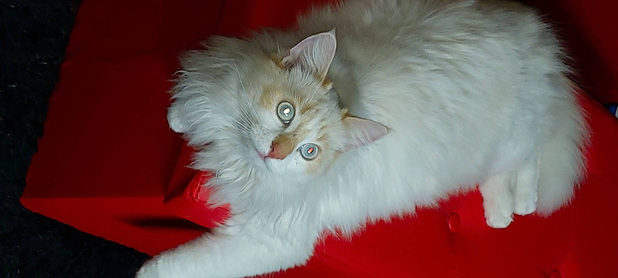 Iron a rejoint le concours — aidez-le/la à gagner de superbes lots ! carnivore, cat, claw, ear, fawn, felidae, fur, iris, laperm, paw, plant, small_to_medium_sized_cats, snout, tail, whiskers