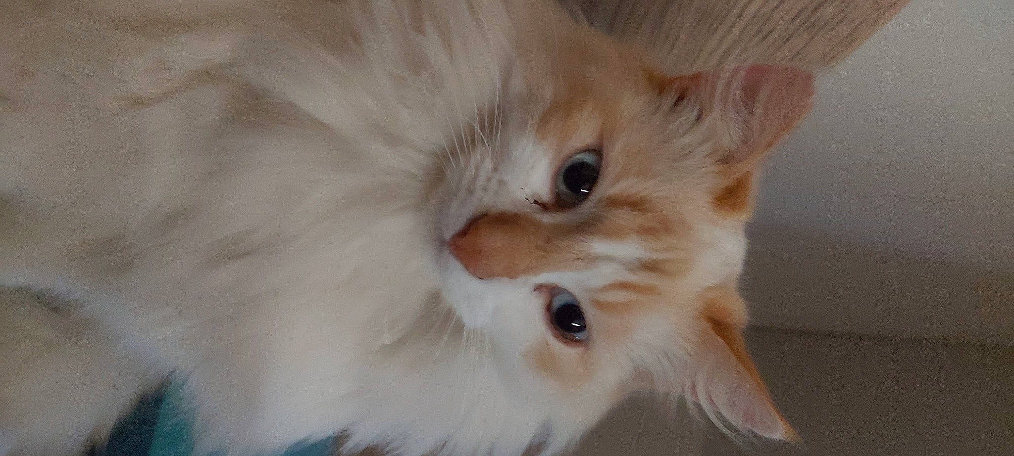 Iron participe au concours pour gagner de l'argent avec cette photo : carnivore, cat, ear, fawn, felidae, fur, paw, persian, small_to_medium_sized_cats, snout, whiskers