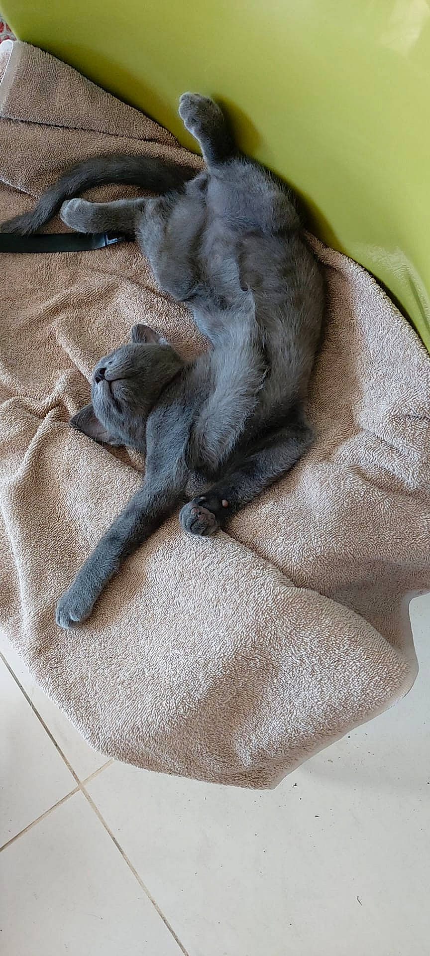 Loki participe au concours pour gagner de l'argent avec cette photo : carnivore, claw, comfort, companion_dog, dog, dog_breed, fawn, felidae, fur, grey, liver, paw, sporting_group, tail, terrestrial_animal