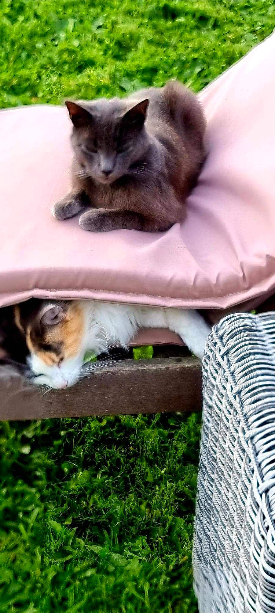 Loki a rejoint le concours — aidez-le/la à gagner de superbes lots ! carnivore, cat, chair, comfort, companion_dog, domestic_short_haired_cat, fawn, felidae, fur, grass, paw, plant, sitting, small_to_medium_sized_cats, tail, terrestrial_animal, whiskers, wildlife, window