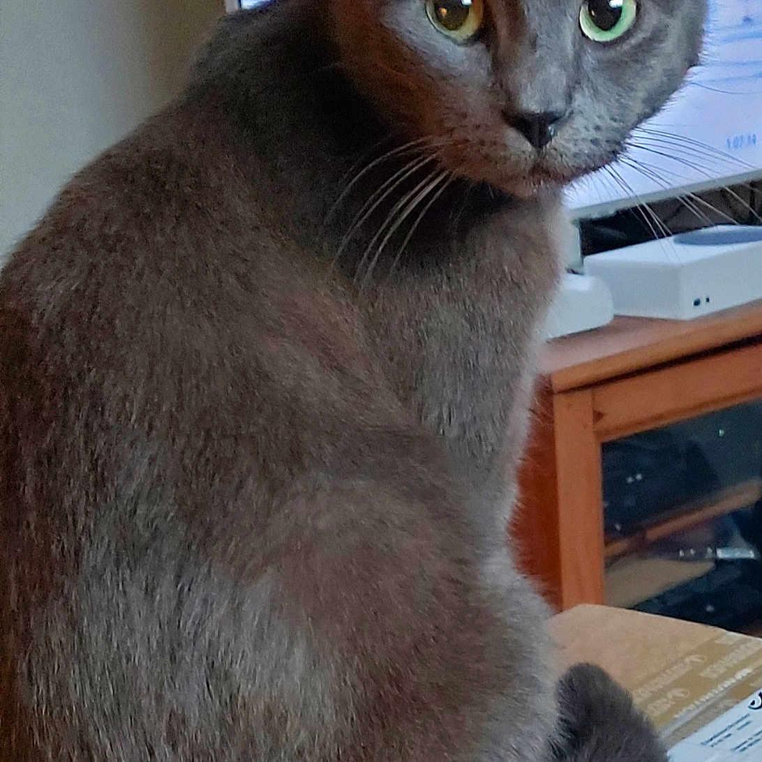 Loki