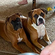 Brutus And Chloe joined the competition — help win amazing prizes! animal, boxer, brown_dog, canine, carpet, companion, curious, dog, domestic, ears, floor, home, indoor, legs, living_room, paw, pet, resting, two_dogs, white_chest