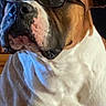 Brutus And Chloe is registered to the contest to win money with this photo: animal, brown, calm, closeup, companion, cute, dog, domestic, ears, face, fur, glasses, indoor, looking_away, mammal, pet, portrait, sitting, snout, white