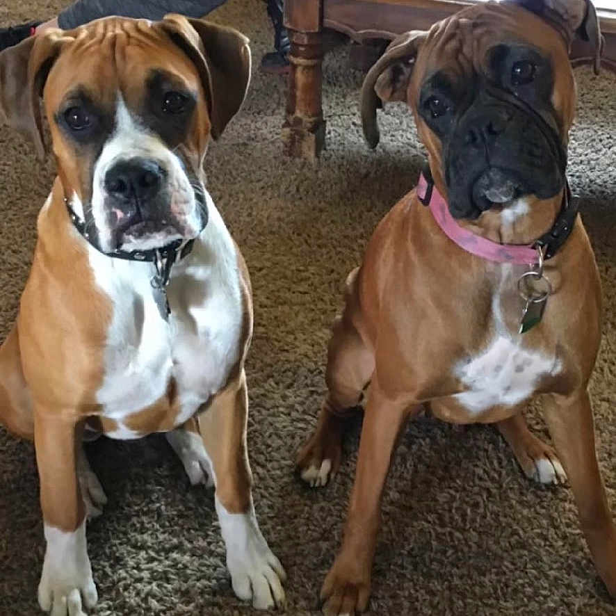 Brutus And Chloe joined the competition — help win amazing prizes! alert, animal, boxer, brown_dog, carpet, collar, companions, cute, dog, floor, furniture, indoor, legs, living_room, person, pet, sitting, table, two_dogs, white_markings