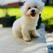 Dodo joined the competition — help win amazing prizes! dog, white, fluffy, happy, smiling, outdoor, sunlight, concrete, pet, cute, animal, portrait, sitting, small_dog, friendly, fur, closeup, canine, nature, daytime