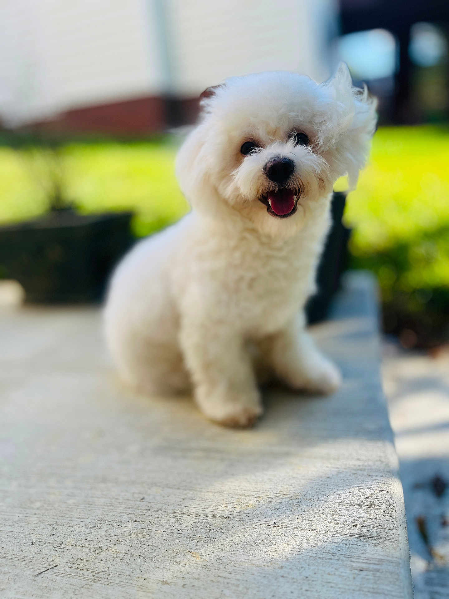 Dodo joined the competition — help win amazing prizes! dog, white, fluffy, happy, smiling, outdoor, sunlight, concrete, pet, cute, animal, portrait, sitting, small_dog, friendly, fur, closeup, canine, nature, daytime
