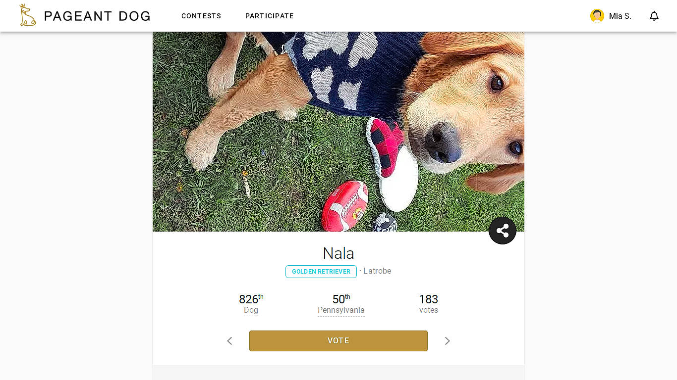 Nala joined the competition — help win amazing prizes! adaptation, canidae, carnivore, companion_dog, dog, dog_breed, font, golden_retriever, labrador_retriever, photography, puppy, screenshot, sporting_group, website