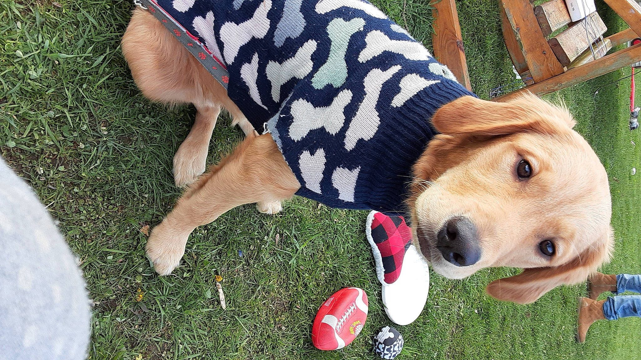 Nala joined the competition — help win amazing prizes! beagador, canidae, carnivore, companion_dog, dog, dog_breed, dog_toy, fawn, golden_retriever, grass, labrador_retriever, mammal, puppy, retriever, sporting_group