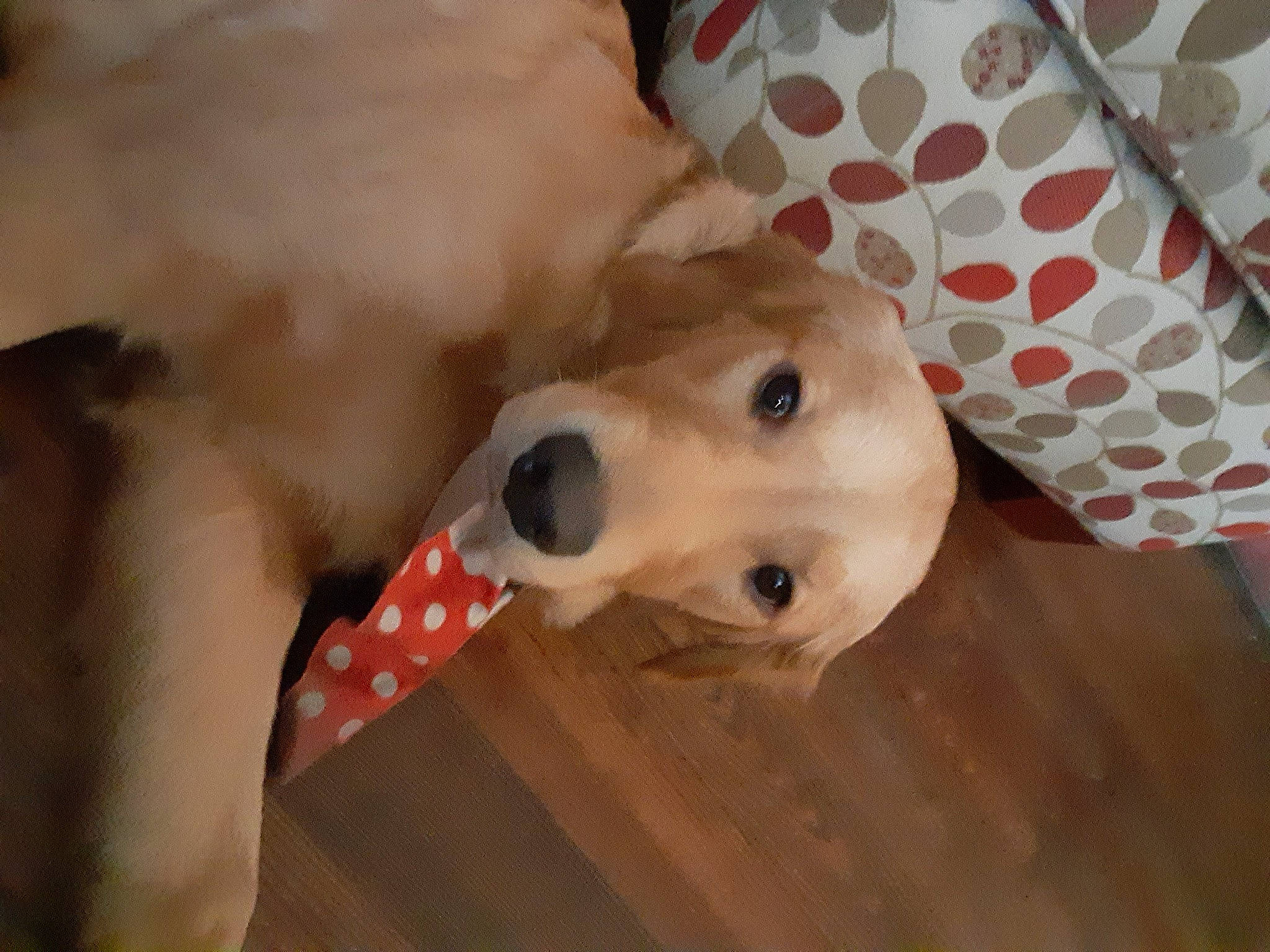 Nala is registered to the contest to win money with this photo: canidae, carnivore, dog, dog_breed, fawn, labrador_retriever, non_sporting_group, retriever, snout, sporting_group