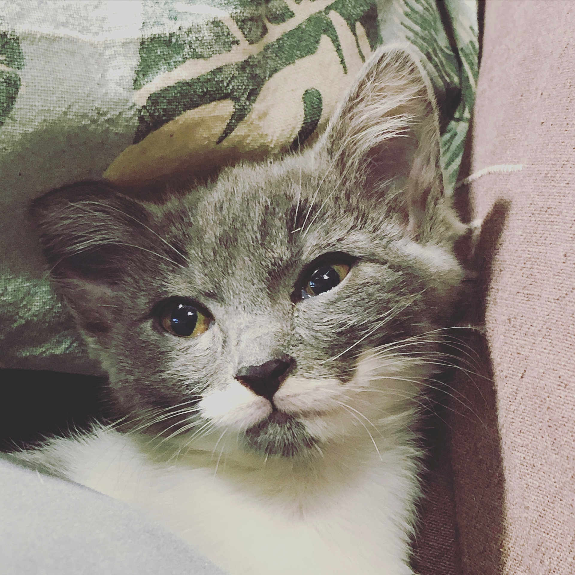 Plume a rejoint le concours — aidez-le/la à gagner de superbes lots ! abyssinian, angora, animal, armchair, blanket, brasssection, cat, chair, couch, furniture, homedecor, horn, kitten, manx, musicalinstrument, pet, siamese