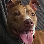 Coquí is registered to the contest to win money with this photo: animal, blanket, brown_dog, canine, close_up, cute, dog, domestic_animal, ears, friendly, fur, happy, indoor, muzzle, nose, pet, resting, smiling, texture, tongue_out