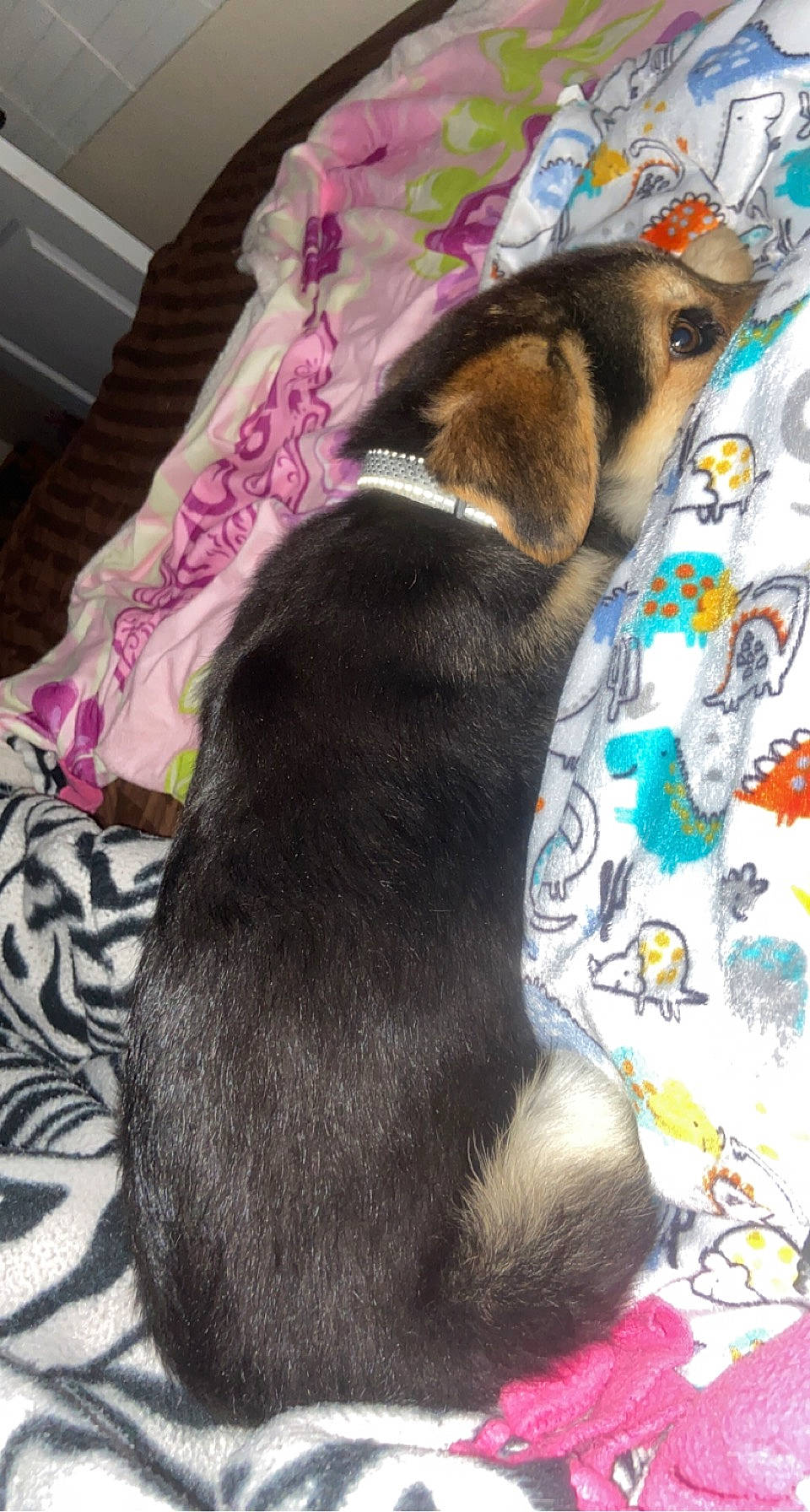 Axel is registered to the contest to win money with this photo: brown, canidae, carnivore, collar, comfort, companion_dog, dog, dog_breed, dog_supply, fawn, fur, linens, liver, nap, non_sporting_group, pet_supply, snout, tail, terrestrial_animal, working_animal