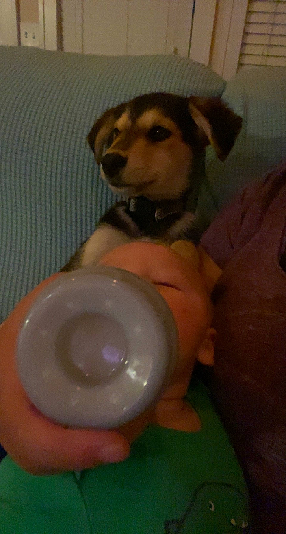 Axel joined the competition — help win amazing prizes! carnivore, ceramic, circle, companion_dog, dishware, dog, dog_breed, dog_clothes, flooring, fur, plastic, porcelain, serveware, sporting_group, tail, toilet, toilet_seat, toy, whiskers, working_animal